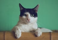 cat contemplating life